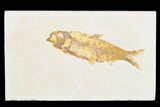 Detailed Fossil Fish (Knightia) - Wyoming #173744-1